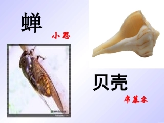 语文七年级上册《短文两篇·蝉·贝壳》优秀课件：45页
