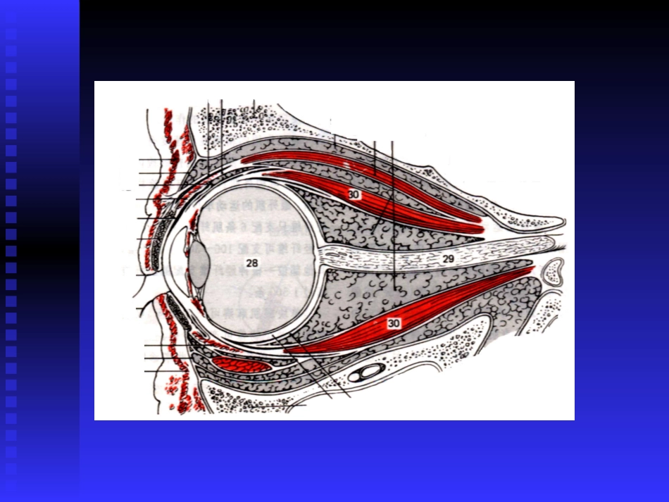 眼与眼眶CT检查_第2页