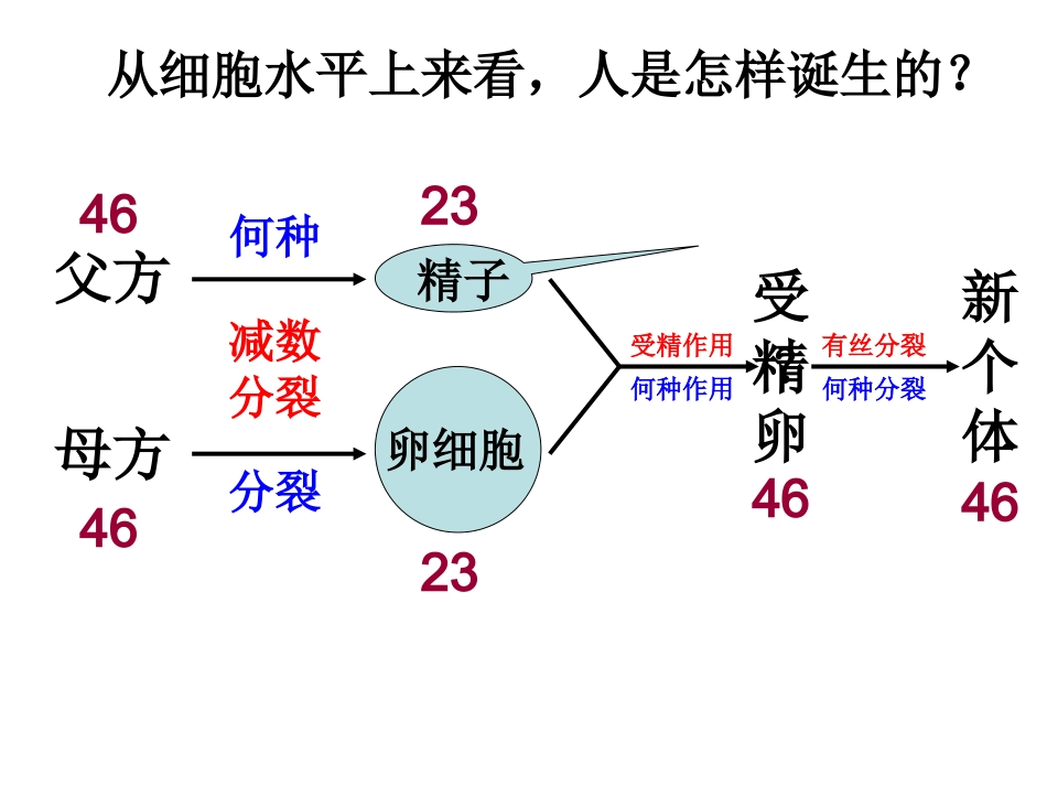 唐氏综合症是人类最常见的一种染色体病_第2页