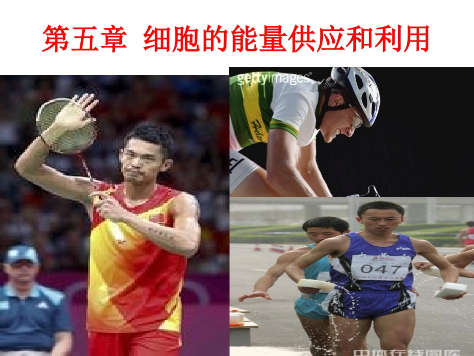 降低化学反应活化能的酶课件_第1页