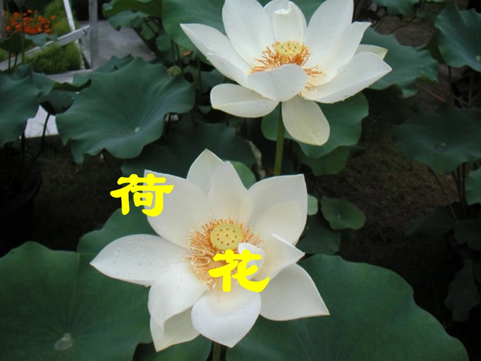 《荷花》教学课件2_第2页