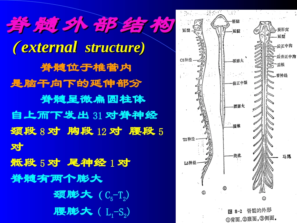 神经病学—脊髓病变_第3页