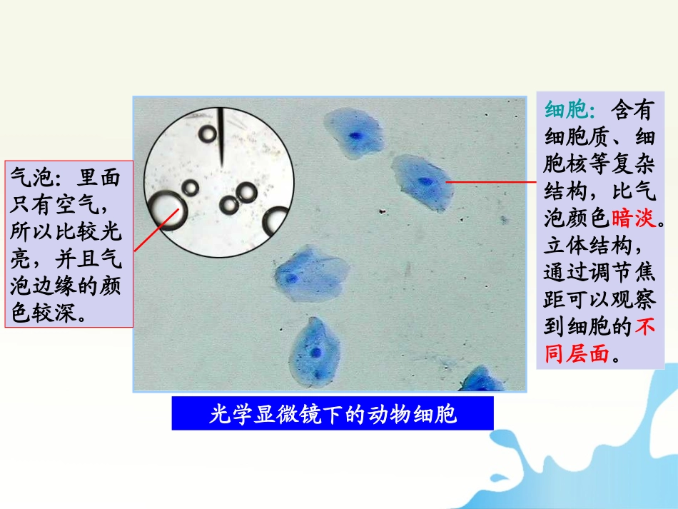 细胞膜与细胞核_第2页