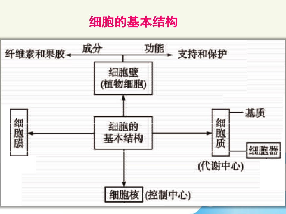 细胞膜与细胞核_第3页