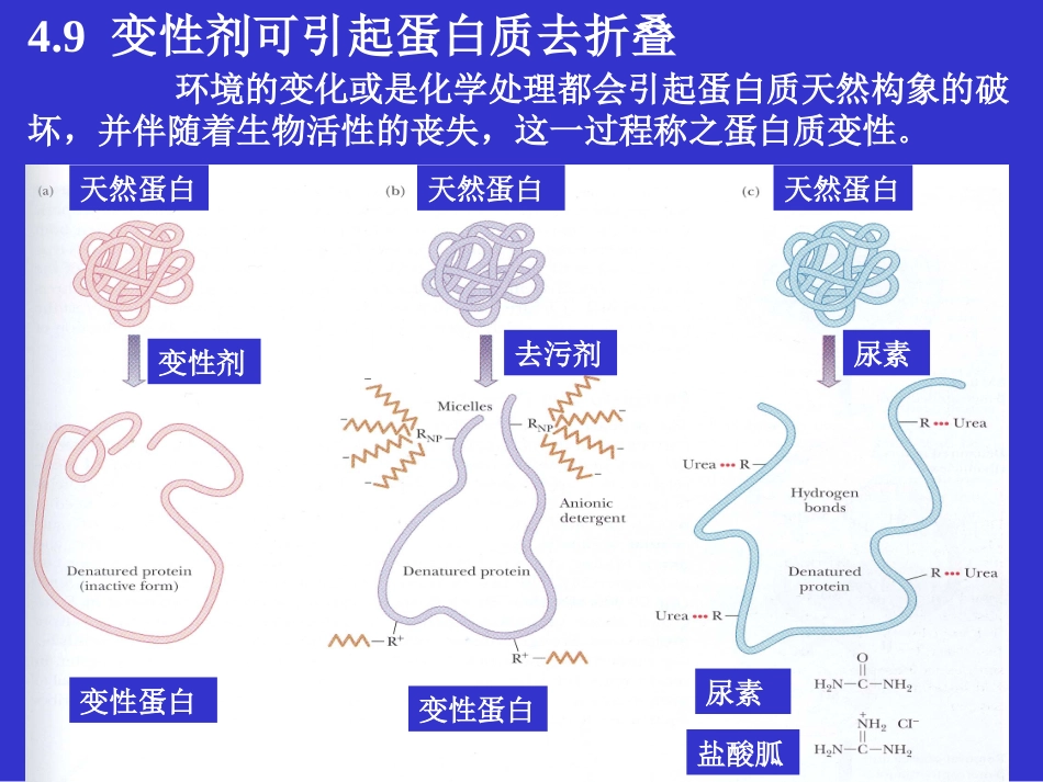 蛋白质结构与功能ppt_第3页
