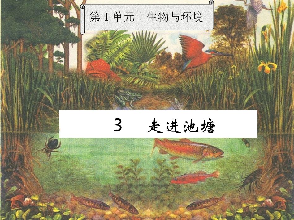 走进池塘教学课件_第2页