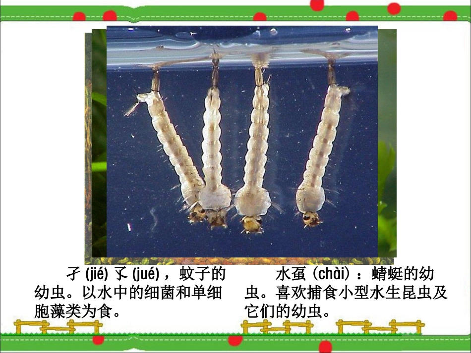走进池塘教学课件_第3页