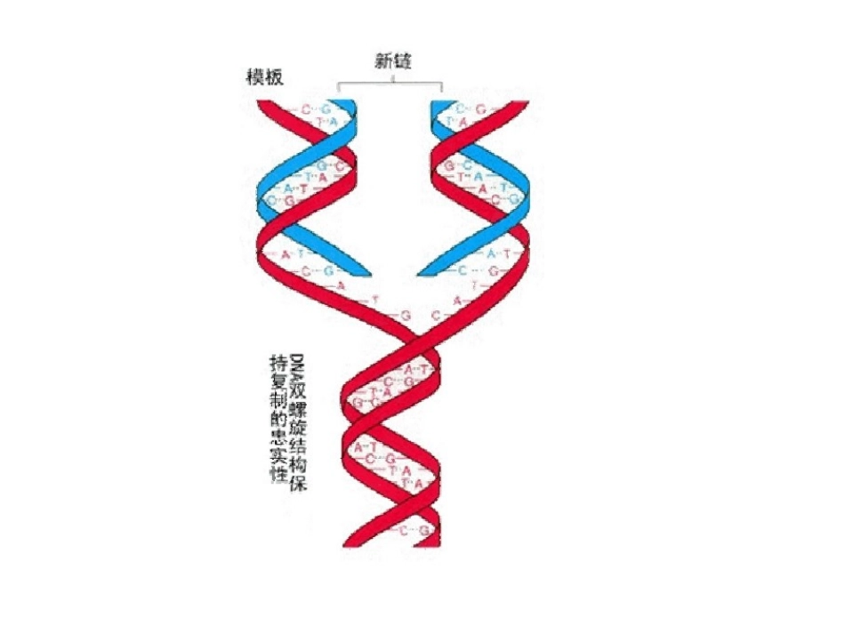 第四章 DNA复制 王赟_第2页