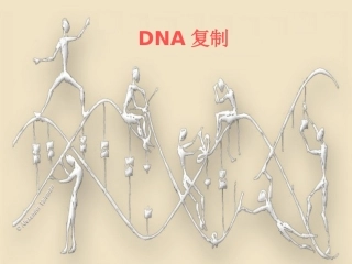 第四章 DNA复制 王赟
