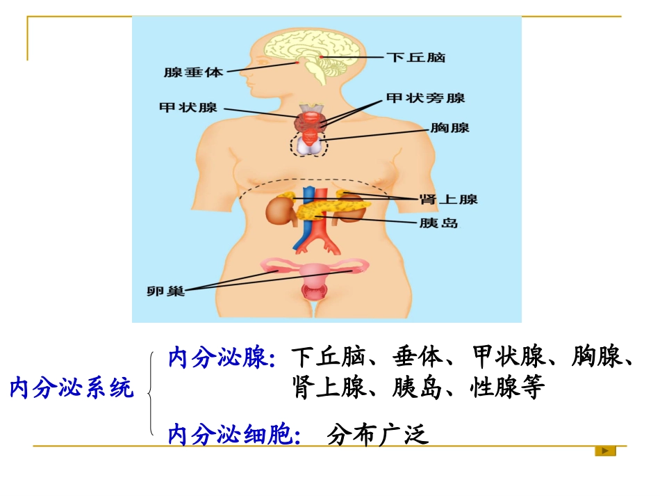 内分泌(药学)_第3页