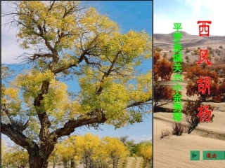 平罗县城关六小余秀琴《西风胡杨》（语文S版五年级上册课件）