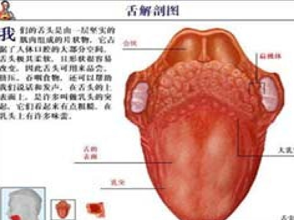 舌诊与舌诊图谱_第3页