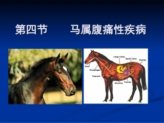 内科-消化系统马属及其他动物
