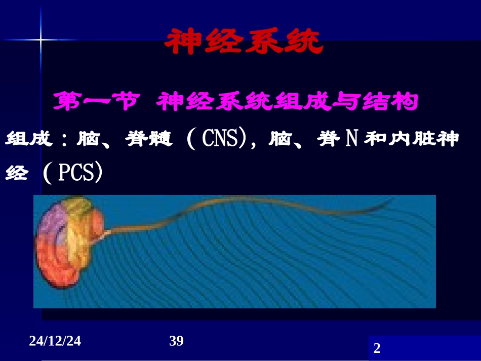神经系统-药学13ppt_第2页