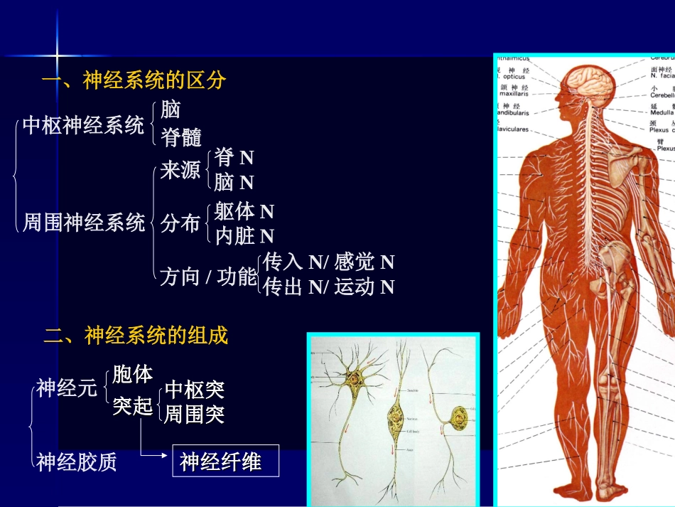 神经系统-药学13ppt_第3页