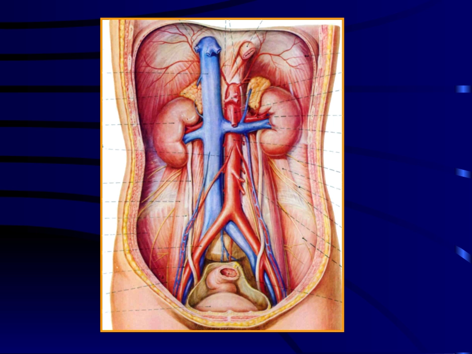泌尿系统影像讲义_第2页