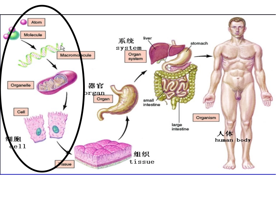 细胞和细胞间质ppt_第1页