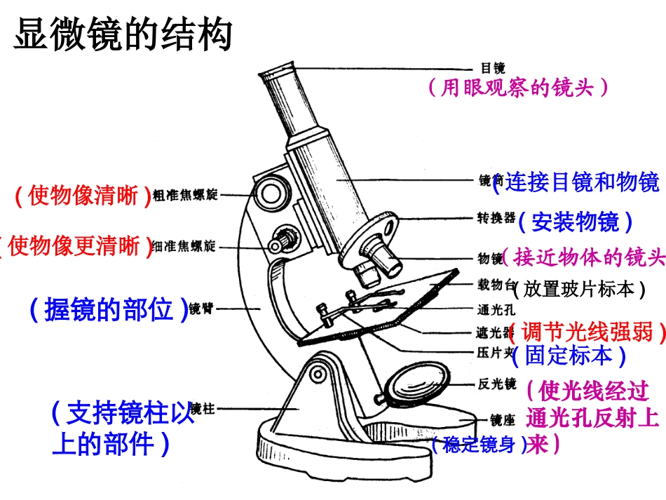 使用高倍显微镜观察几种细胞_第2页