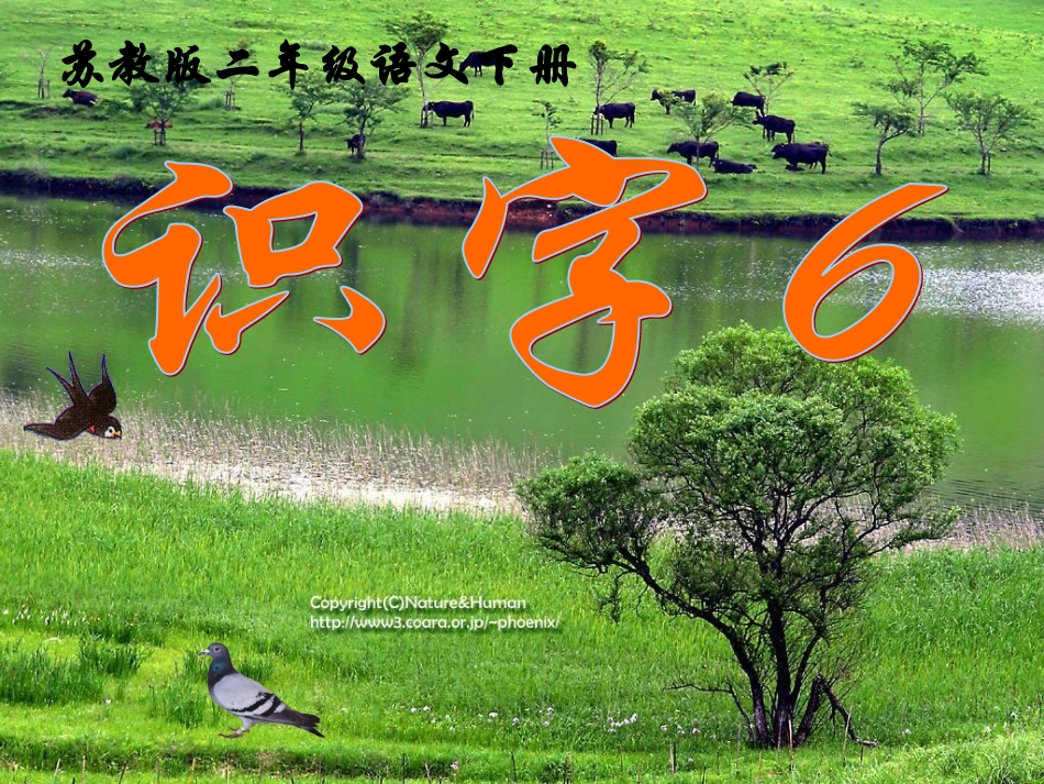 (苏教版)二年级语文下册课件_识字6_1各种动物_第1页