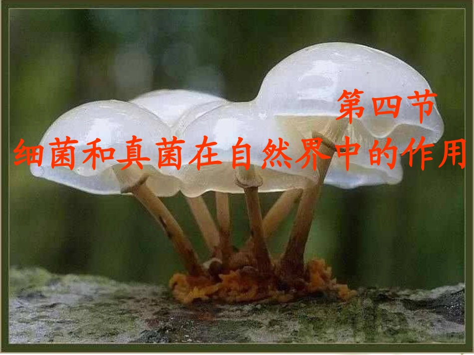 细菌和真菌在自然界中的作用 (2)_第1页