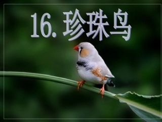 五年级语文上册第四组16珍珠鸟第二课时课件