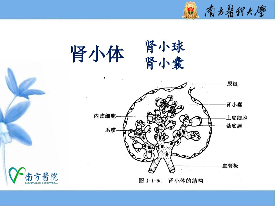 尿液一般检查1_第3页