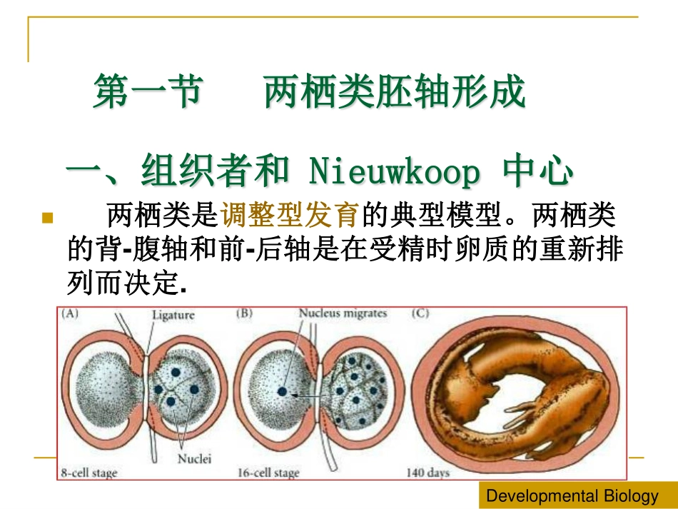 第10章 脊椎动物胚轴形成_第2页