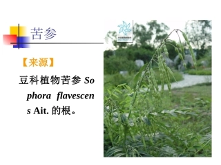 根及根茎类中药(4)
