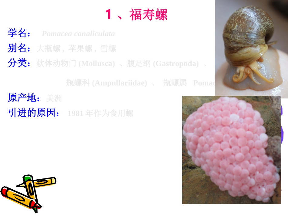 广州常见外来入侵动物_第2页
