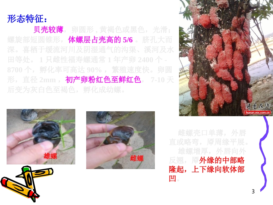 广州常见外来入侵动物_第3页