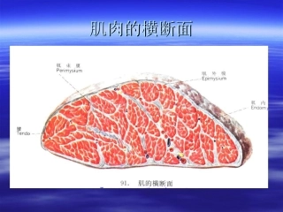 臀肌筋膜炎powerpoint资料
