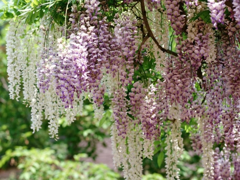 《紫藤萝瀑布》PPT课件(2)_第2页