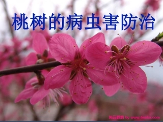 桃树病虫害高清图谱