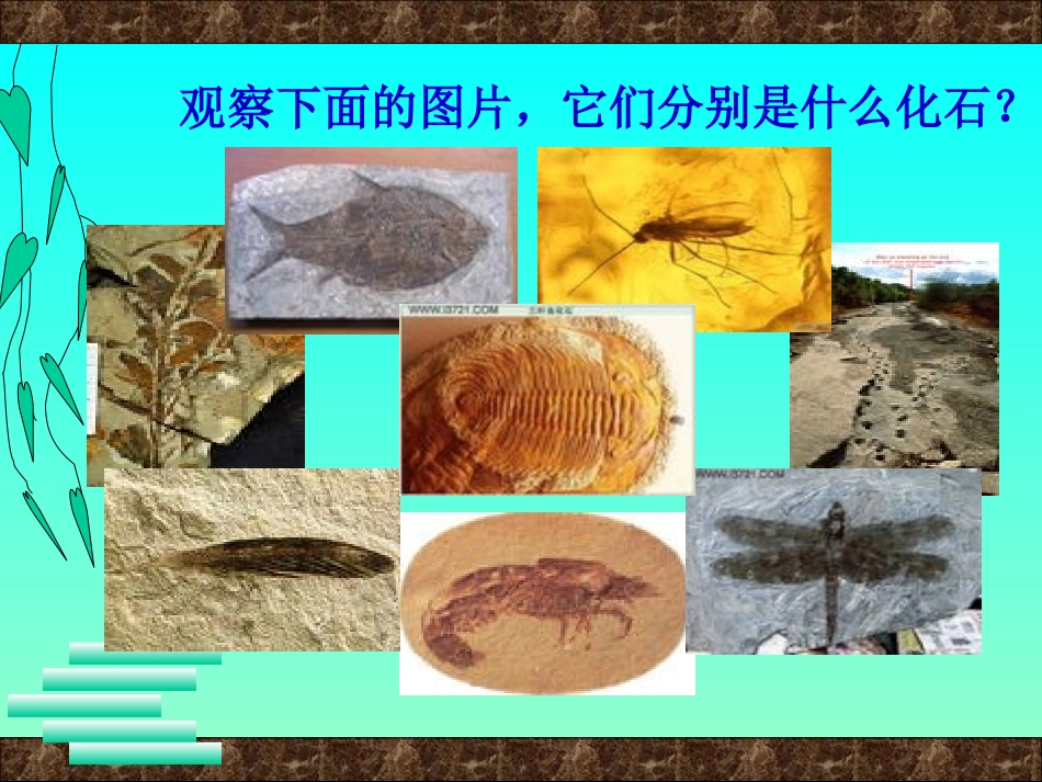 化石告诉我们什么_第2页