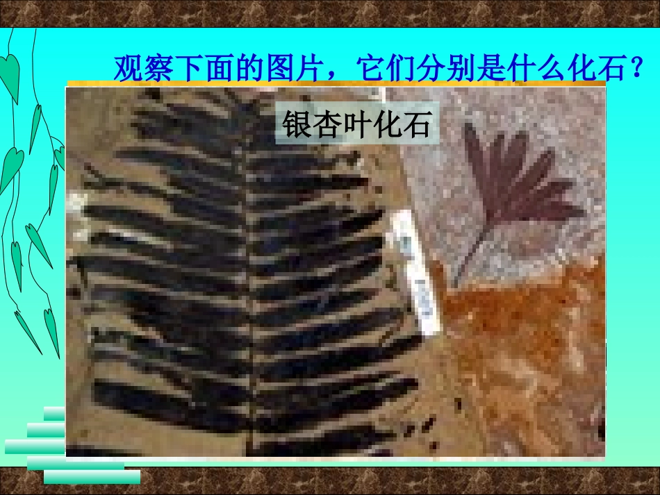 化石告诉我们什么_第3页