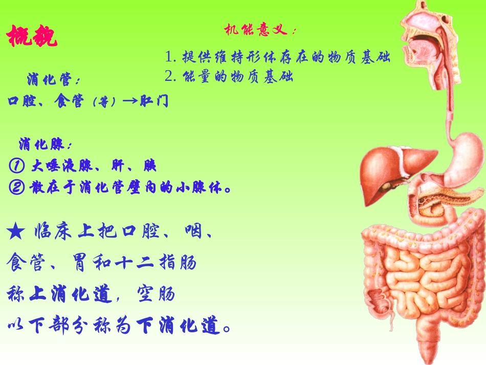 内总、消化、呼吸_第2页