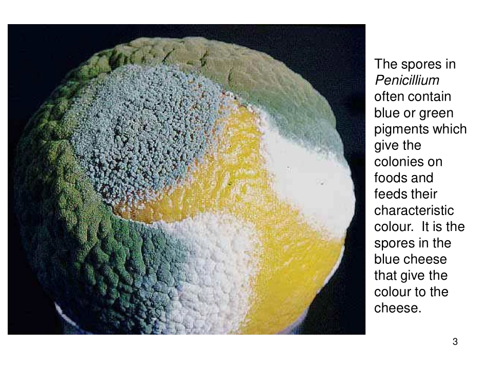 真菌学总论2012_第3页