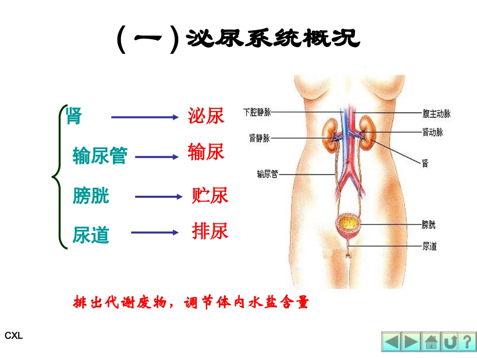 幼儿营养与卫生第六课-排泄系统与内分泌系统_第2页