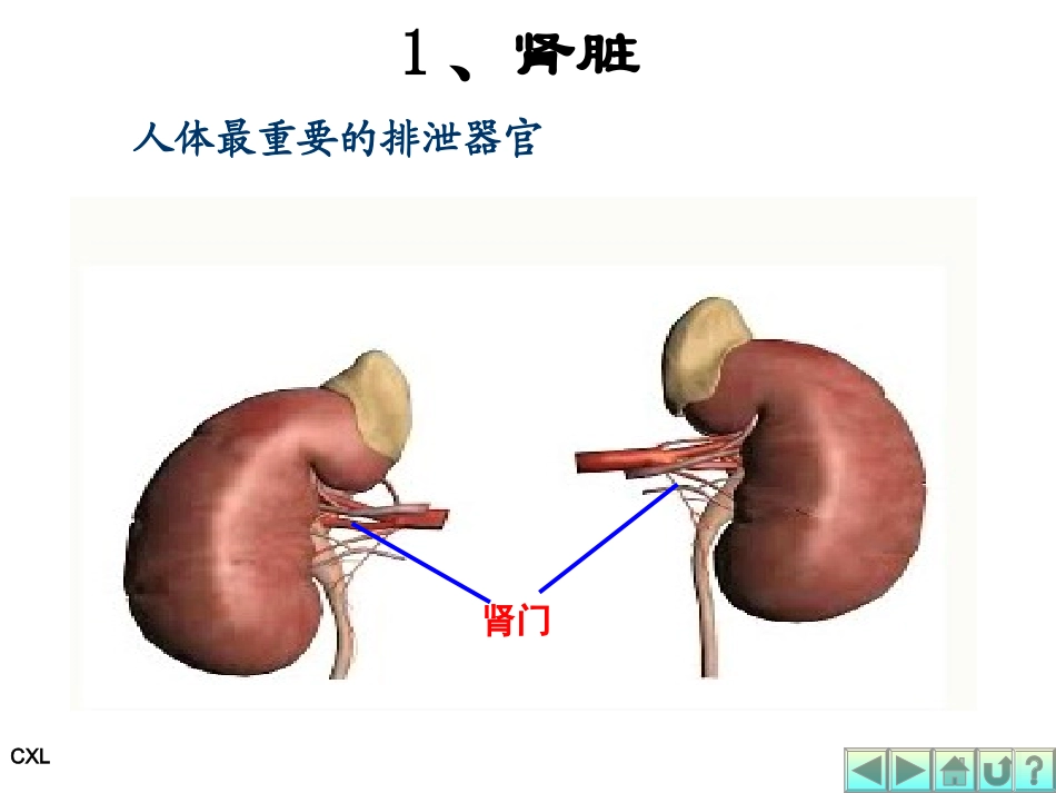 幼儿营养与卫生第六课-排泄系统与内分泌系统_第3页
