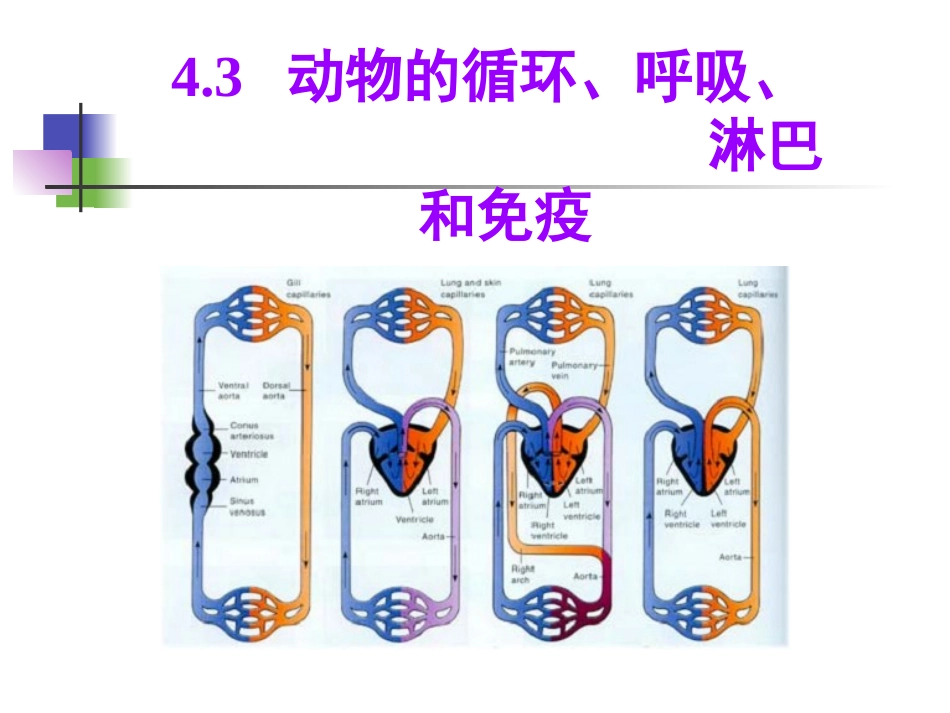 动物-4.3.-动物的循环呼吸淋巴与免疫_第1页