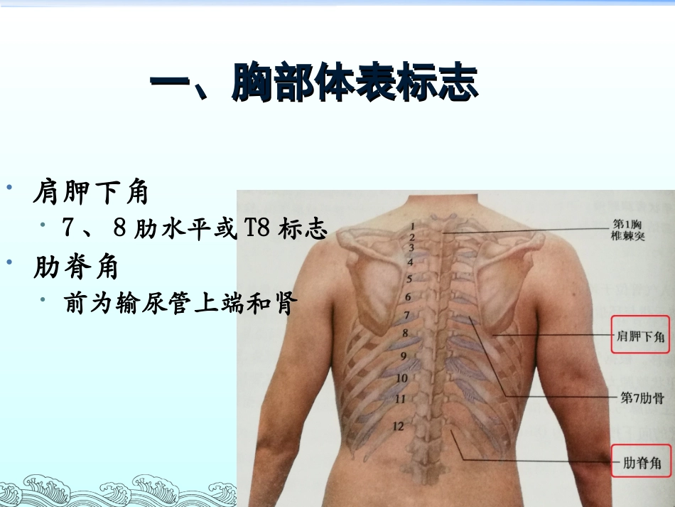 胸部体格检查-整理版_第3页