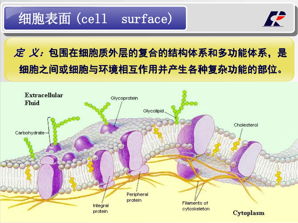 细胞表面及其特化结构_第2页