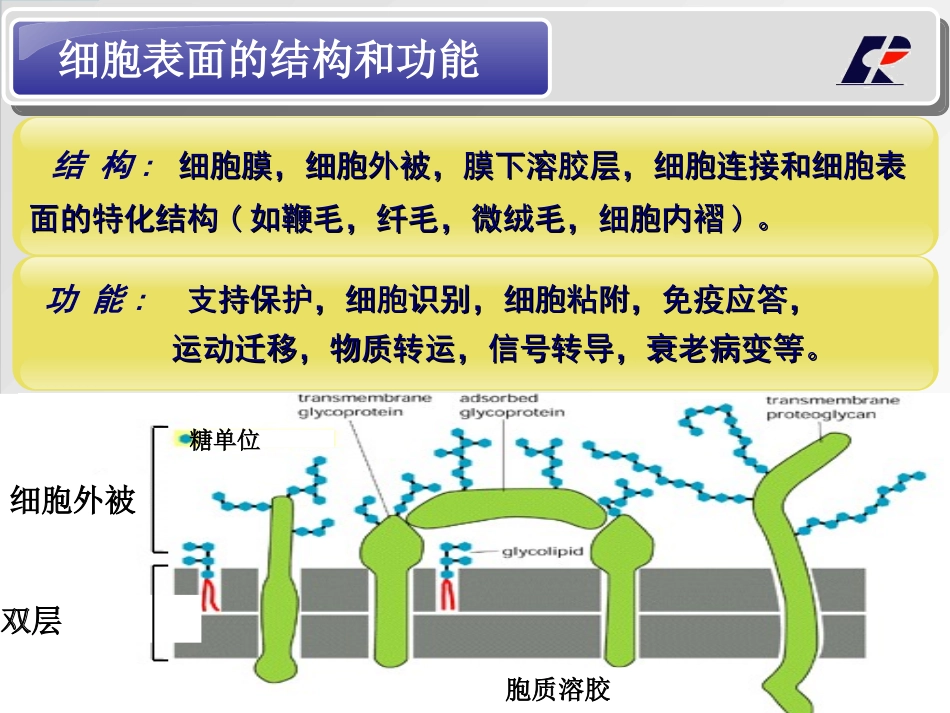 细胞表面及其特化结构_第3页