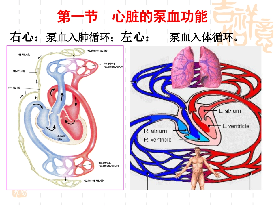 第4章 血液循环 南华大学_第2页