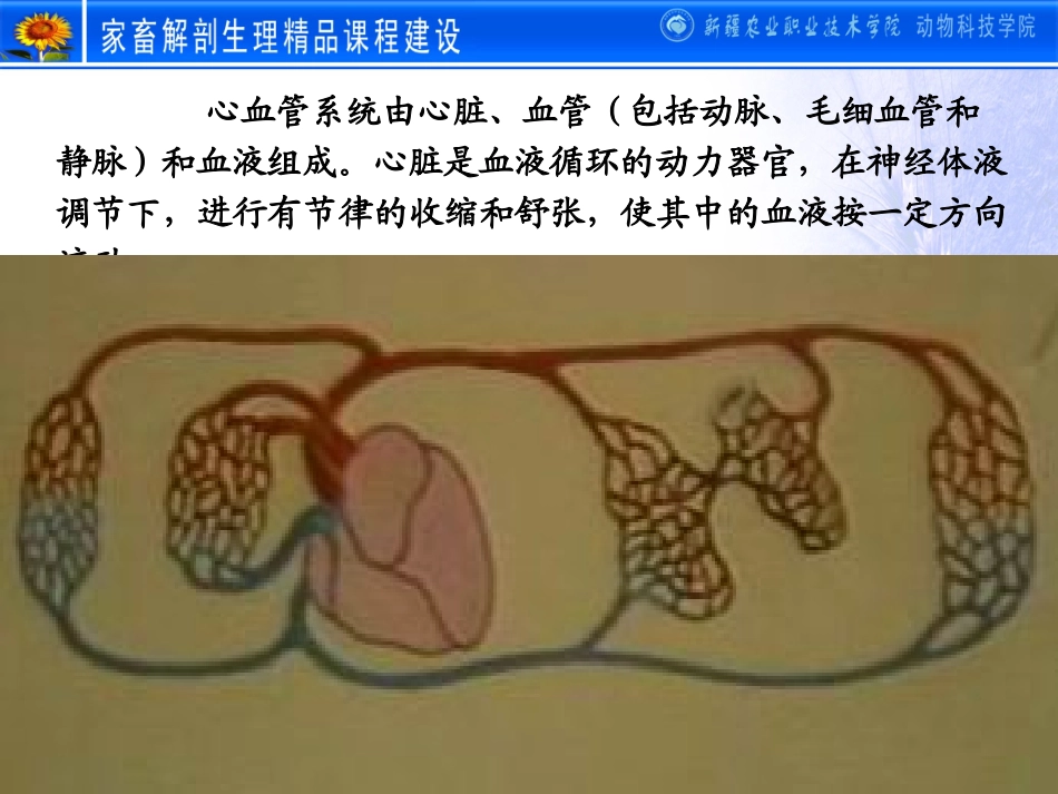 动物解剖学之_心血管系统_第2页