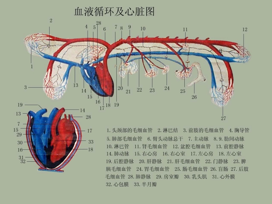 动物解剖学之_心血管系统_第3页