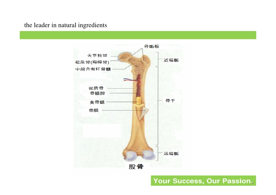 CBP介绍资料(初乳碱性蛋白)20091022_第3页