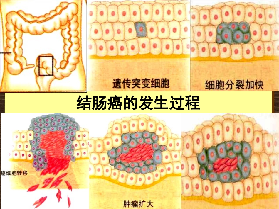 北师大版必修1细胞癌变、分化、凋亡和衰老_第3页