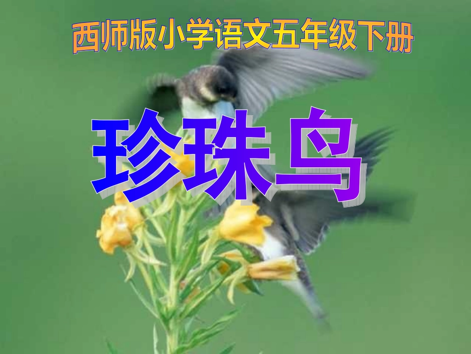 五年级语文下册《珍珠鸟》课件_第1页