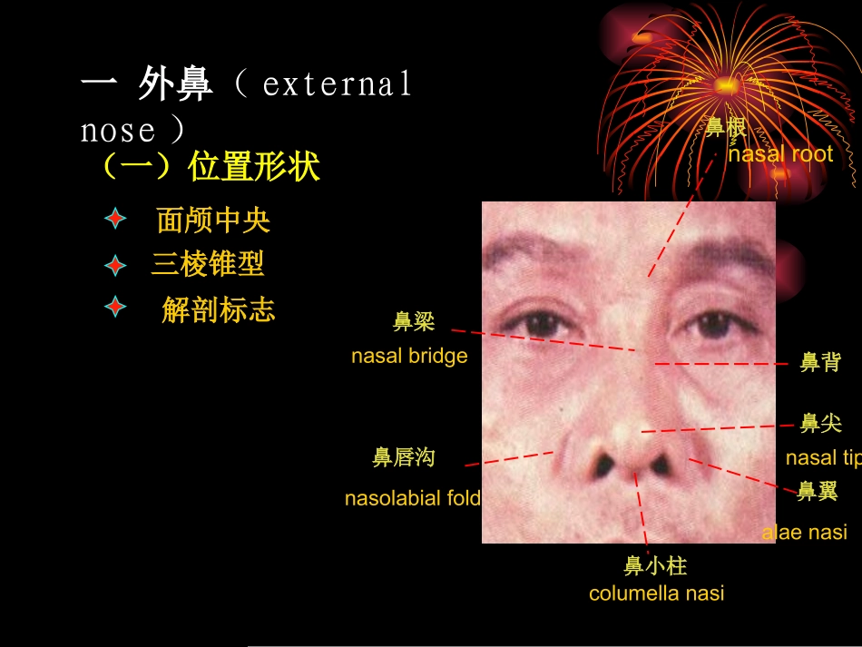 鼻 部 解 剖 及 生 理_第3页